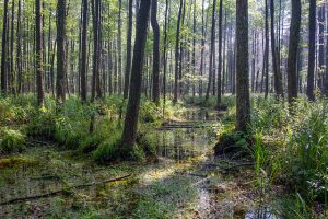 Dlaczego Puszcza Białowieska jest wyjątkowa