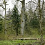 Dlaczego Puszcza Białowieska jest wyjątkowa