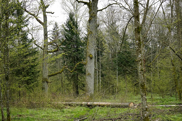 Dlaczego Puszcza Białowieska jest wyjątkowa