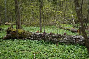Dlaczego Puszcza Białowieska jest wyjątkowa